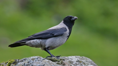 Hooded crow | Northumberland Wildlife Trust